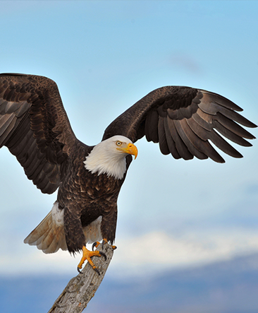 Unleashing Your Leadership Potential