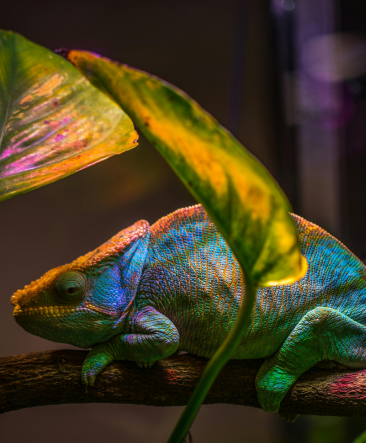 5 Steps to Foster a Culture of Adaptability in Your Organisation